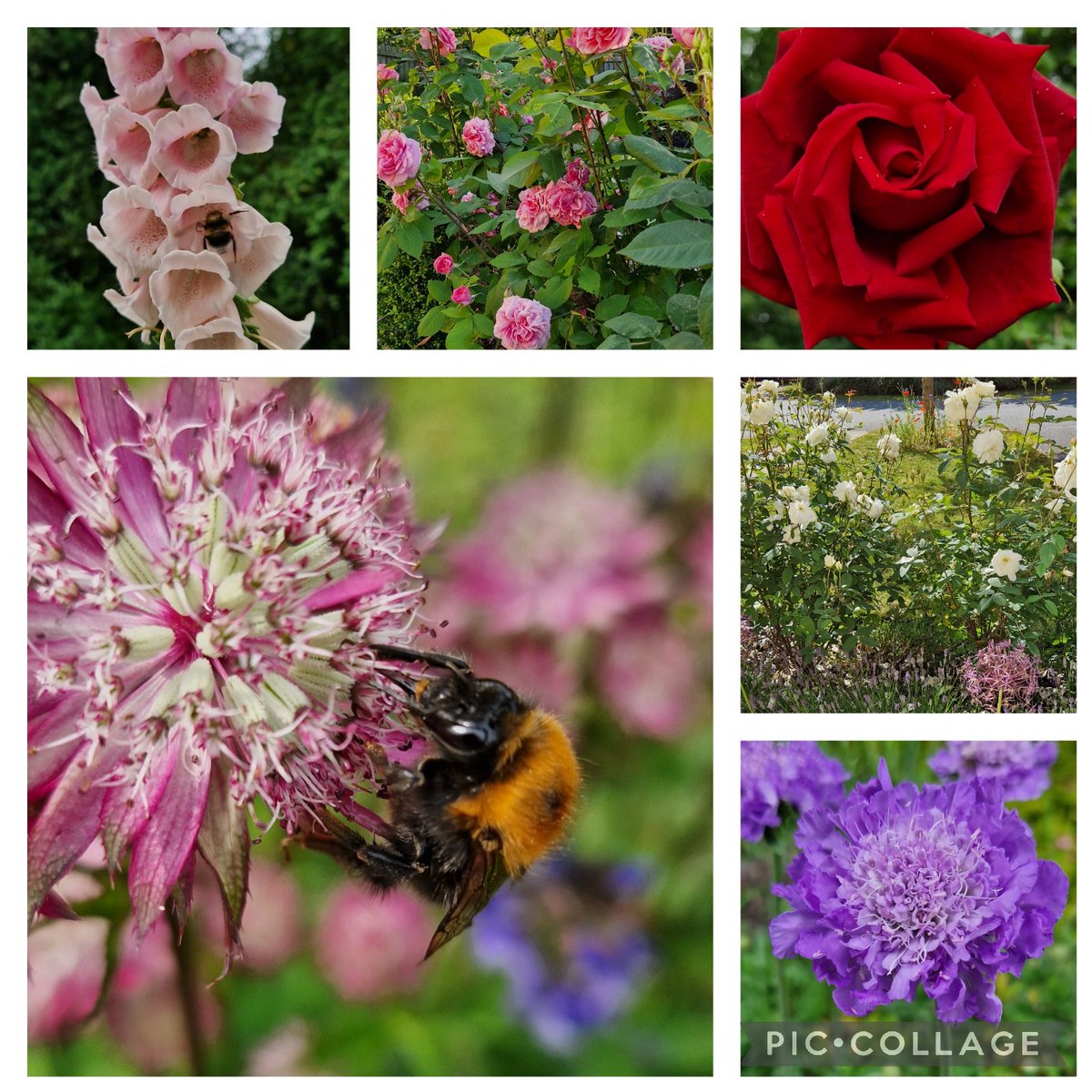 Morning all, have a great Saturday 😁 #SixOnSaturday #Gardening #GardeningTwitter #Plants #Flowers