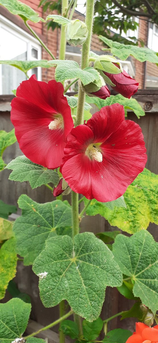 First Hollyhock flowering, what a beauty 😍.