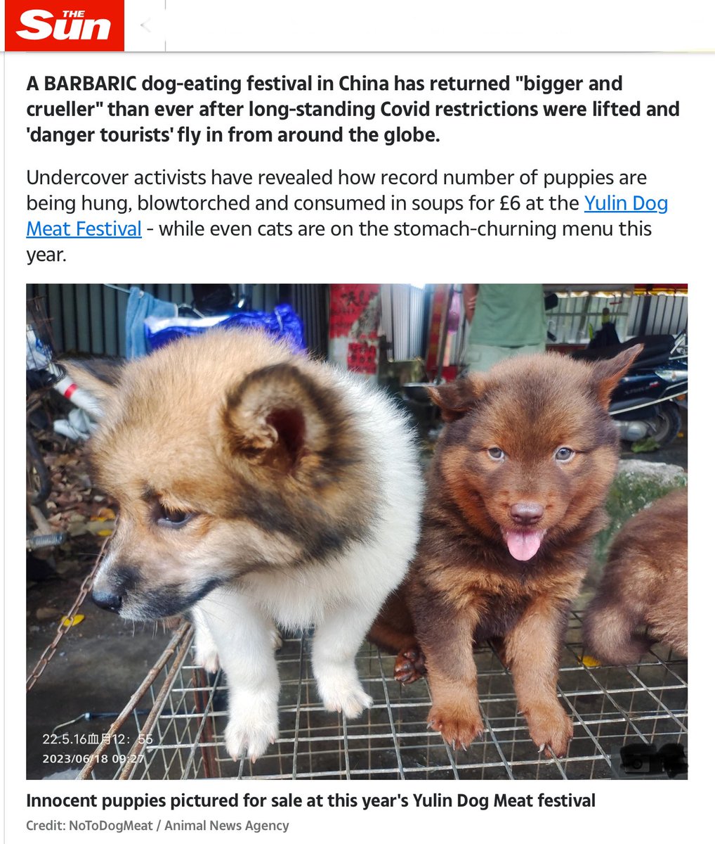 rissalipstick's tweet photo. For the people that say the ‘festival of death’ doesn’t happen… https://t.co/W7LaqwEIns