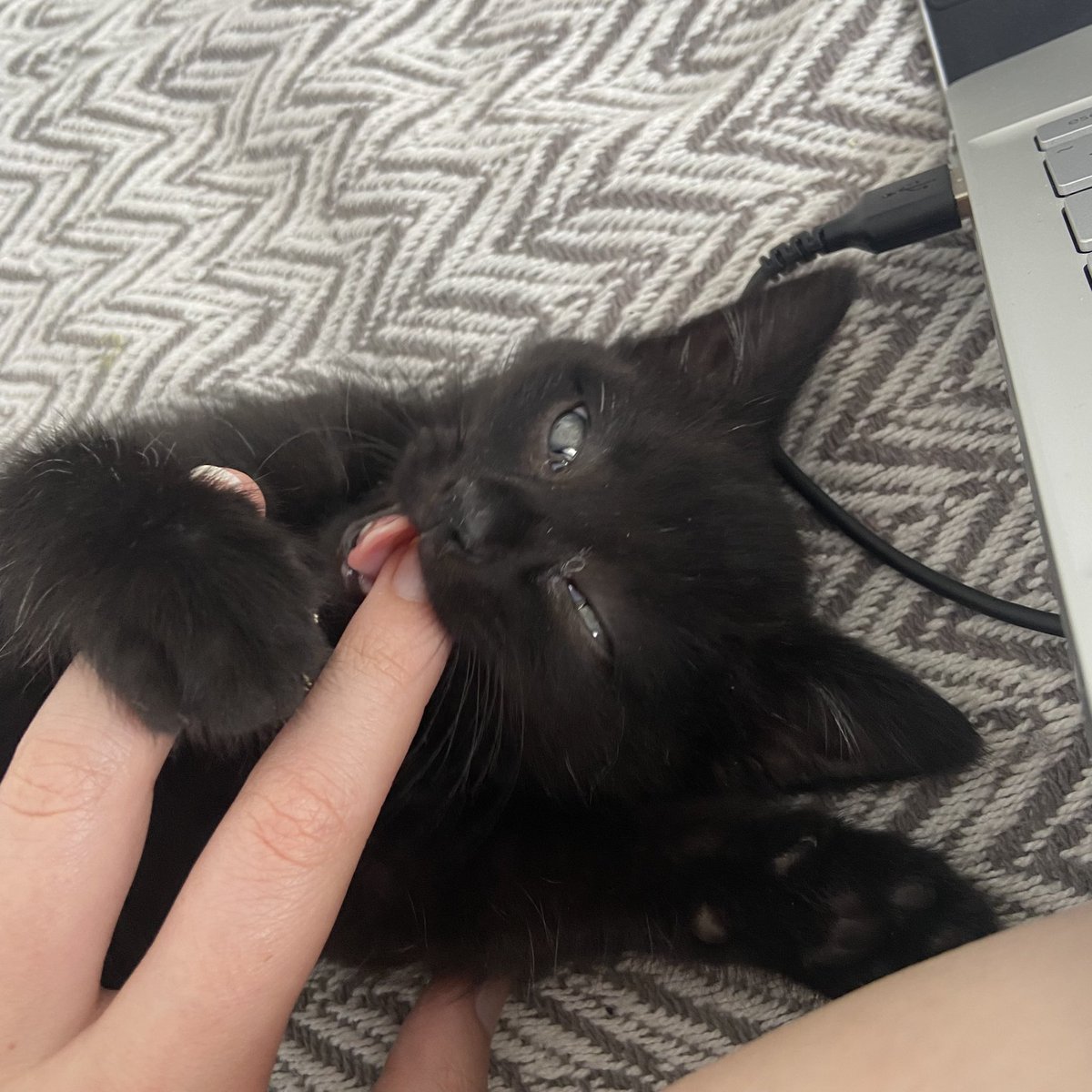 Zuzia324 🍀 tweet media