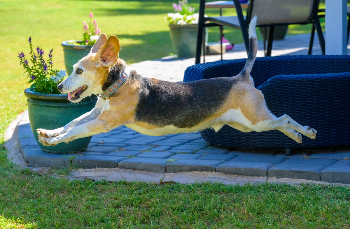 Happy 4th Birthday Ellie! Kipper did zoomies when he heard there was going to be doggy cake to celebrate your special day. 💜

<a href="/dog_rates/">WeRateDogs</a> #dogsontwitter #dogsoftwitter #rescuedog #therapydog #goldenretriever #dogbirthday