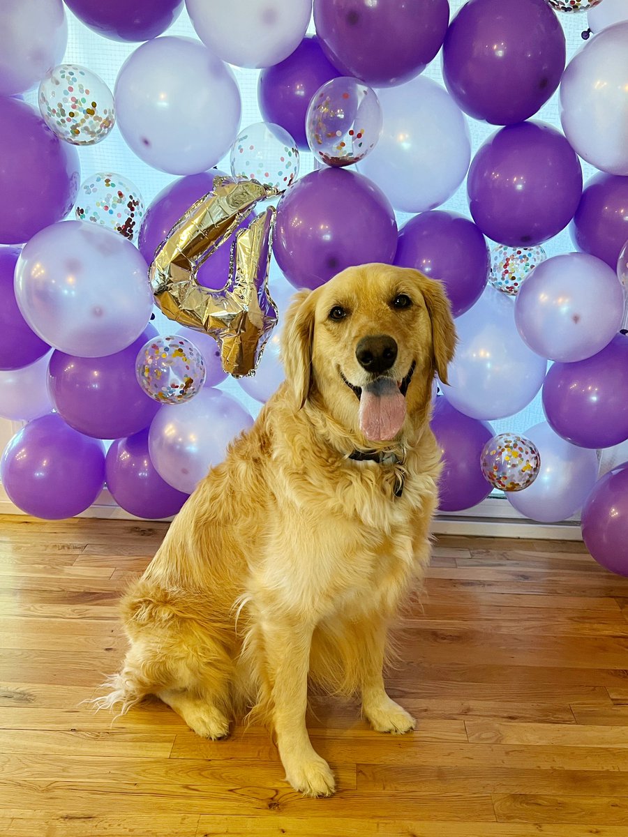 ChiChiRescueDog's tweet photo. Happy 4th Birthday Ellie! Kipper did zoomies when he heard there was going to be doggy cake to celebrate your special day. 💜

@dog_rates #dogsontwitter #dogsoftwitter #rescuedog #therapydog #goldenretriever #dogbirthday https://t.co/mcaG9xC5aH