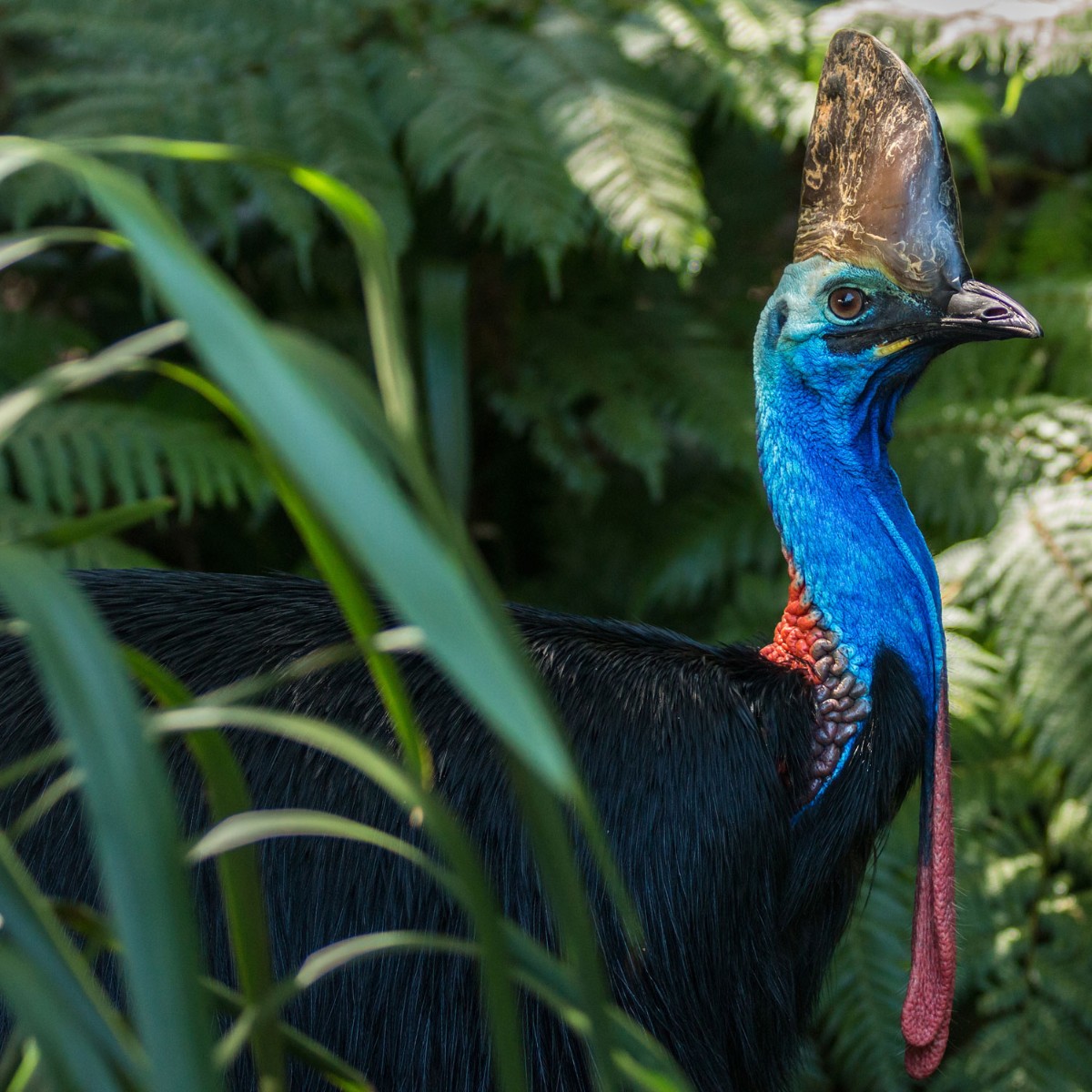 Have your say about Southern Cassowary recovery! A new National Recovery Plan has been drafted for the Southern Cassowary. Open for comment until 6 September 2023. dcceew.gov.au/environment/bi… 📷 Shutterstock