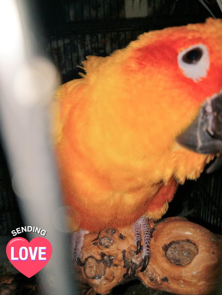 Phoenix says peekaboo everybirdy! I'm trying to teach her how to say that. 
🥰🦜🩷