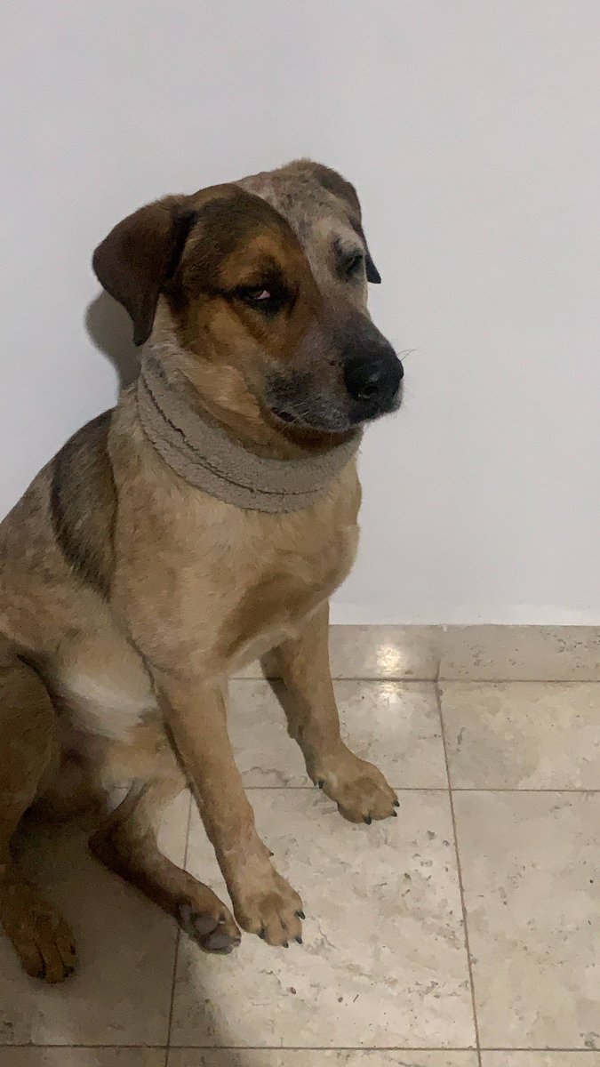 - “Lo bueno es que tengo a mi perro, que es el único que nunca se cansa de mi”. 

Mi perro claramente cansado de mi: