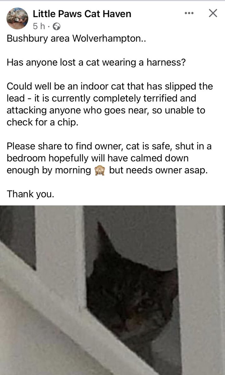 #LostCat #cats #Bushbury #Wolverhampton #FoundCat 

Please help find the owner. No more details other than it is wearing a harness. Currently safe in a house so not out on the streets. In Bushbury, Wolverhampton, Staffordshire