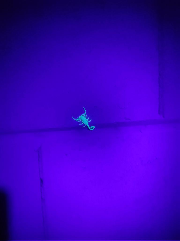 Fluorescent Friday! <a href="/y_doust/">Dr Yasmine Doust</a> <a href="/ganglion11/">Jonathan Lifshitz 🔬👨‍🔬👪</a> <a href="/rachelrowephx/">Rachel Rowe</a> <a href="/tabifromengland/">Tabitha Green</a>