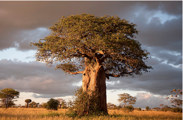 timesofindia's tweet photo. #TimesEvoke | Like #millets, #baobab trees travelled from Africa to #India — and even to Australia

#plants #climatechange

https://t.co/e6TkIP3vvP https://t.co/bhIYEMbj18