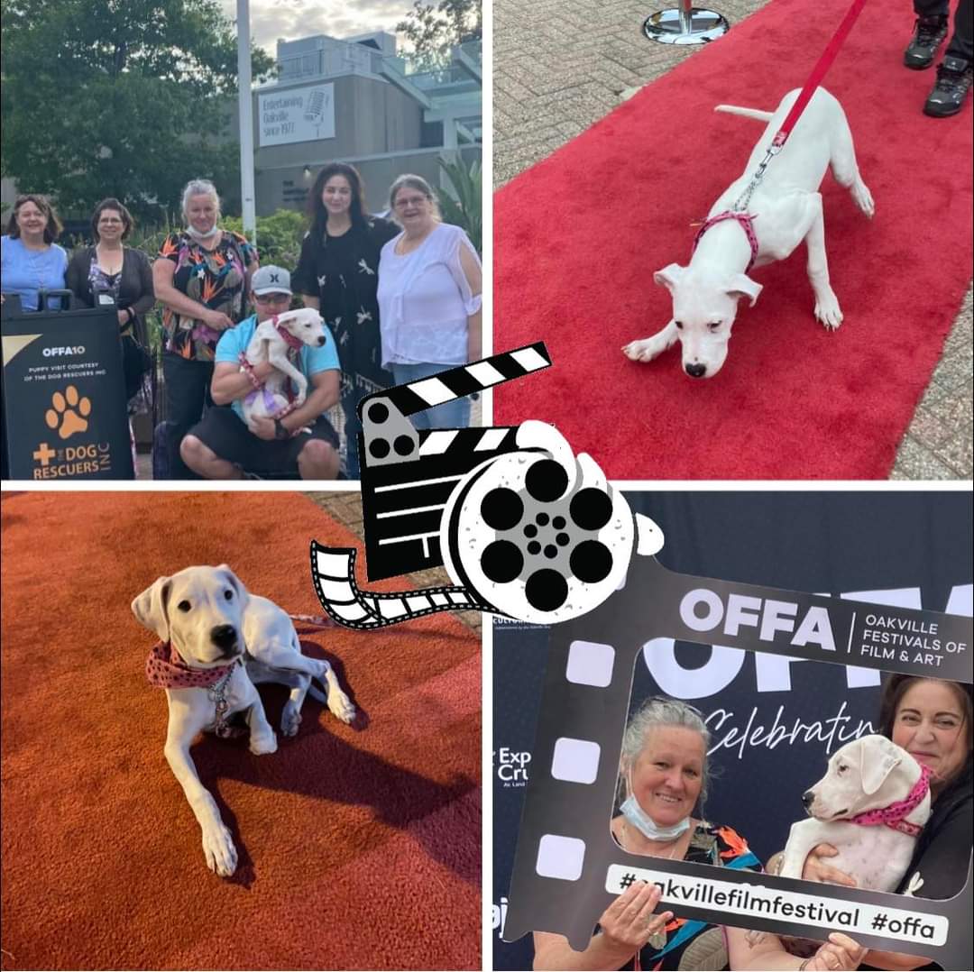 🐾Roll Camera....ACTION!🐾 🎥🍿 📽️ #THANKYOU @theOFFA A great night was had by all at the #OakvilleCentreofPerformingArts for the premiere of #TheYearOfTheDog ! #oakvillefilmfestival #offa #dogs #rescue #fundraiser #RESCUEDOG #RedCarpet #Oakville