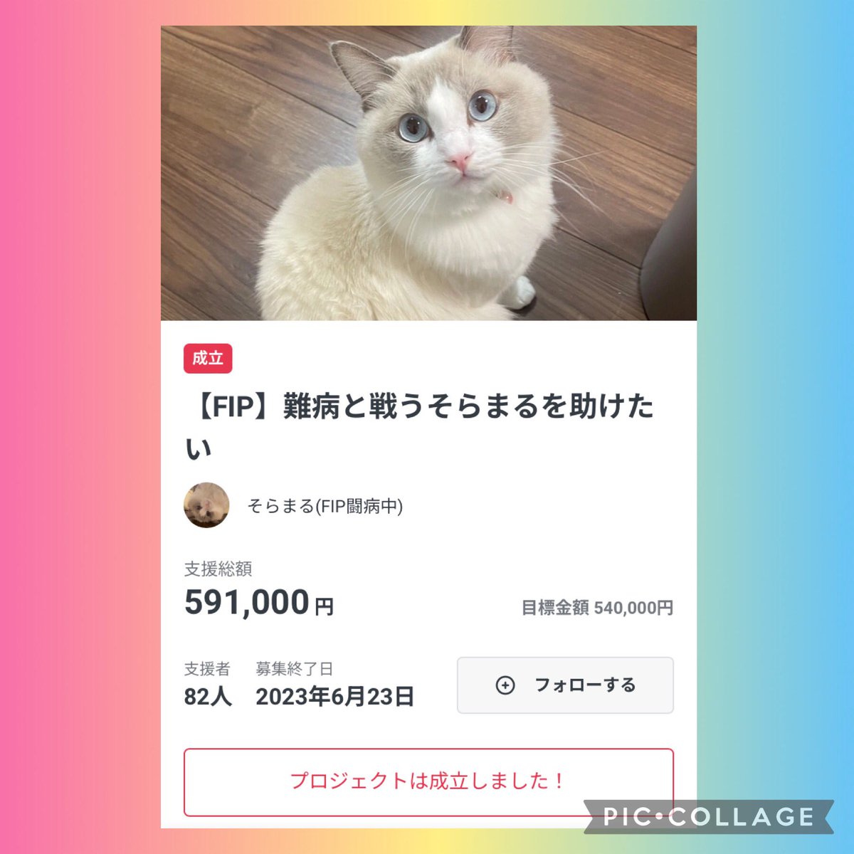 昨日、クラウドファンディング終了しました🌸

改めまして、

ご支援いただいた方々、
拡散のご協力をしてくださった方々、
応援、励ましてくださった方々、
全ての皆様に感謝しております🙇‍♀️

本当にありがとうございます。

#FIP #猫伝染性腹膜炎
#ラグドール #経過観察中