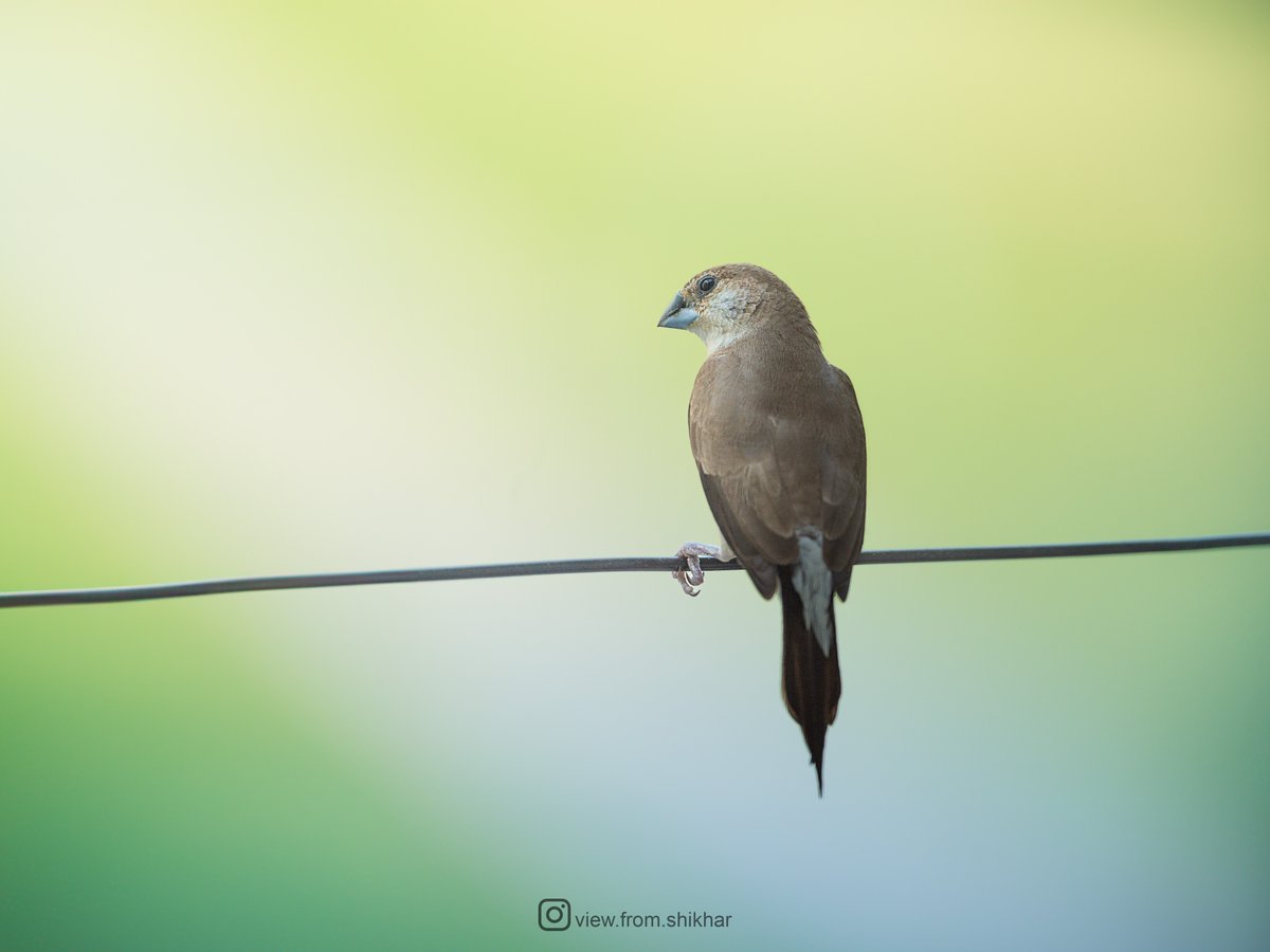 A Flash of Silver: Adorable Indian Silver Bill Perched on a Laundry Wire.

#ThePhotoHour #SonyAlpha #CreateWithSony #SonyAlphaIn #IndiAves #BirdsOfIndia