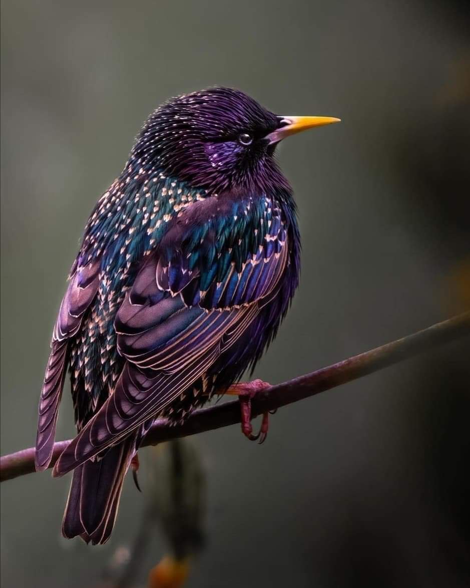 European Starling 😘😗🥳
@danielselinsofia

#beautiful_birds #beautiful_bird #most_beautiful_birds #beautiful_birds_photos #featured_wildlife #best_birds #bestbirdshots #birds_captures