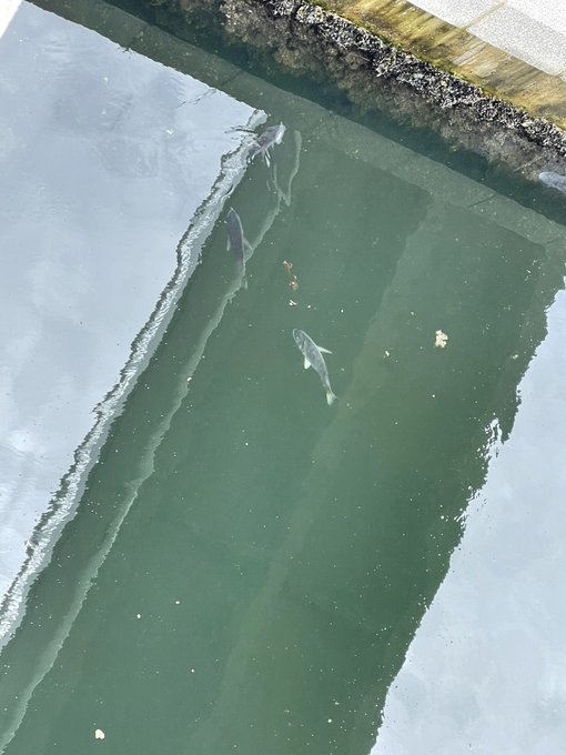 ATCの近くの普通に道路沿いの川にでけぇクロダイ沢山いて草 https://t.co/MGwXyfbtuc