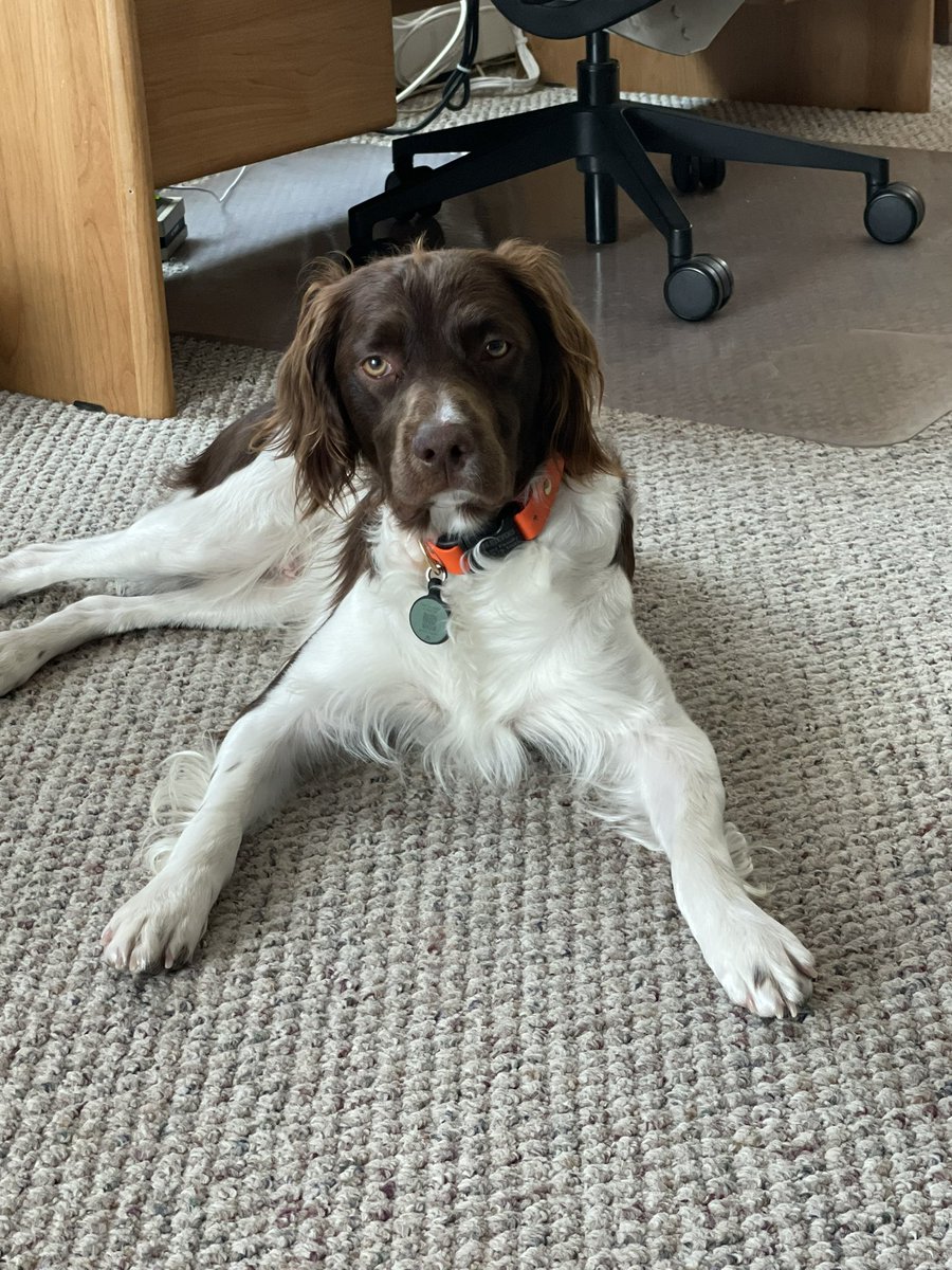 Noreen4185's tweet photo. @Chewy This is my boy, Hank.  He is a Brittany Spaniel.  He loves to bird hunt and play.  He is smart, kind and so sweet.  He loves all kinds of toys.  He loves yak bones.. and toys that squeak.  Here is my handsome Hank.  I adore him. 🐶♥️ https://t.co/S1CYPOhObE