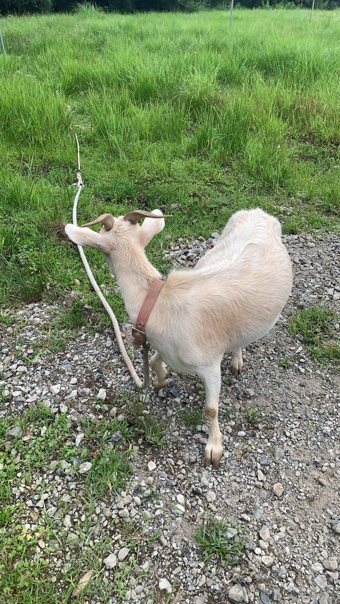 夏にはこの空き地を牧場にする
予定😆
羊を飼うか、山羊を増やすか、
豚にするか、悩みますね〜