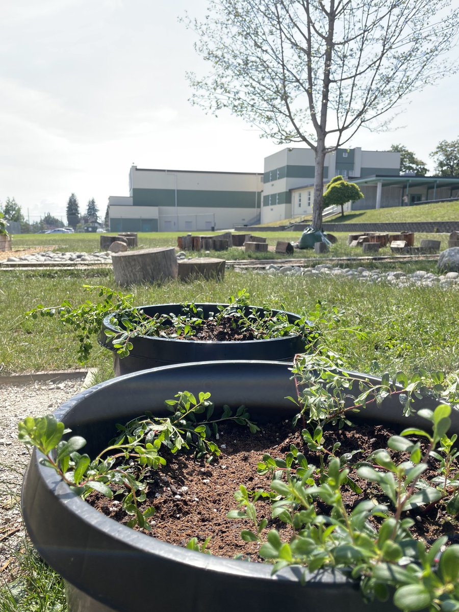Grade 5 Kinnickinnick legacy plants, presented in our Sports Day opening ceremonies. A beautiful day to have fun and celebrate community, outdoor learning, and learning to be good ancestors. Thank you <a href="/rozzybear007/">Roslyn N Smith</a> ! ⁦@newwestschools⁩