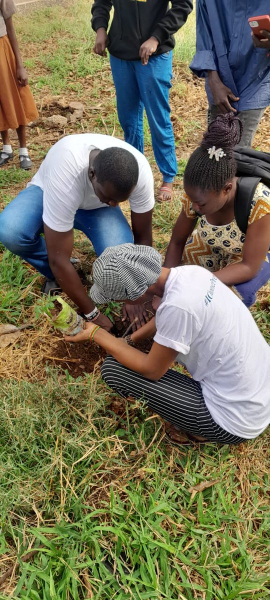 Maweni Primary School's Tree Planting Initiative Flourishes with Over 80 Seedlings planted, Supported by Maweni Administration, @r_e_y_g, @AmbyDyouth, @cefresa_ke, and Enthusiastic Community Members. #GreeningOurFuture  #CommunityTreePlanting #GrowingTogether