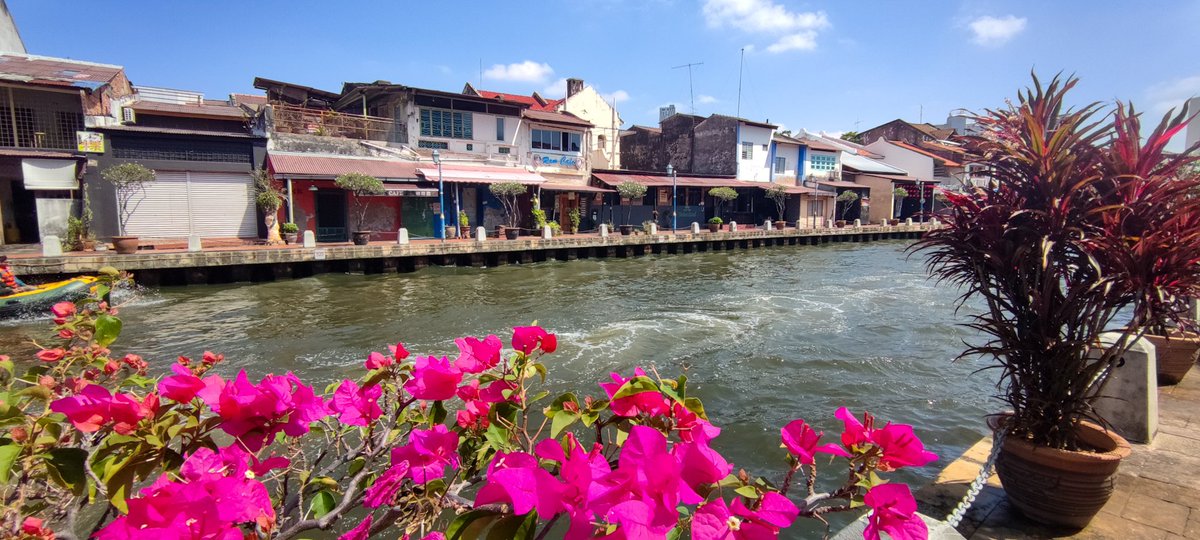 #malacca #Malaysia #Asia #Flowers #River #photography #photo #PHOTOS #photooftheday #photographylovers #photograph #Travel #travelphotography #traveltheworld #Voyage #Beautiful_Flowerを届けよう #goodmorning #GoodVibes