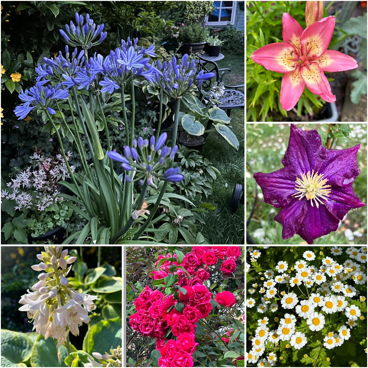 The garden is a kaleidoscope of colour and interest right now. This weeks #sixonsaturday is agapanthus, Lily, clematis, Hosta, climbing roses and the beautiful Feverfew (natures insect repellent). Have a great day and if you have one enjoy your gardens #GardeningTwitter #mygarden