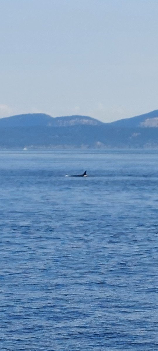 viviancarrod's tweet photo. Hump Back and Orka Whales today #LlandybieinCanada https://t.co/EAIMAGZ2xA