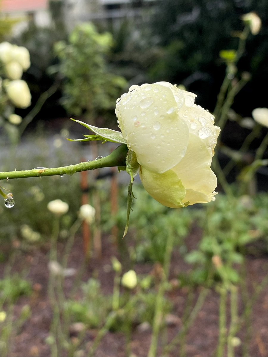 NatashaBarret18's tweet photo. Glistening gems 💠
#auckland #aucklanddomain #flowers #urbanwalks #shotoniphone #iphone12pro #iphonephoto #salvia #camellia #roses #primroses #flowers #rain https://t.co/SFAUsBJbzC