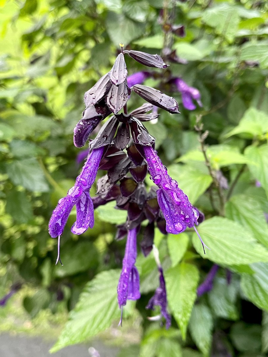 NatashaBarret18's tweet photo. Glistening gems 💠
#auckland #aucklanddomain #flowers #urbanwalks #shotoniphone #iphone12pro #iphonephoto #salvia #camellia #roses #primroses #flowers #rain https://t.co/SFAUsBJbzC