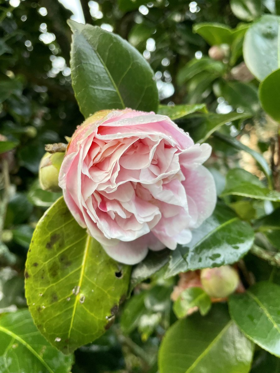 NatashaBarret18's tweet photo. Glistening gems 💠
#auckland #aucklanddomain #flowers #urbanwalks #shotoniphone #iphone12pro #iphonephoto #salvia #camellia #roses #primroses #flowers #rain https://t.co/SFAUsBJbzC
