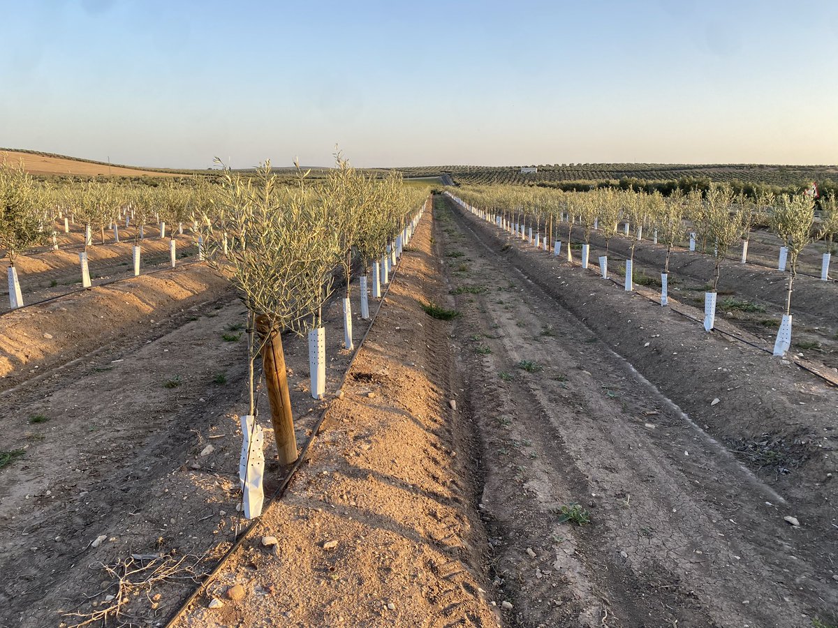 Hoy cumplen un año éstos olivos. 

Un año o de diferencia entre éstas dos fotos: