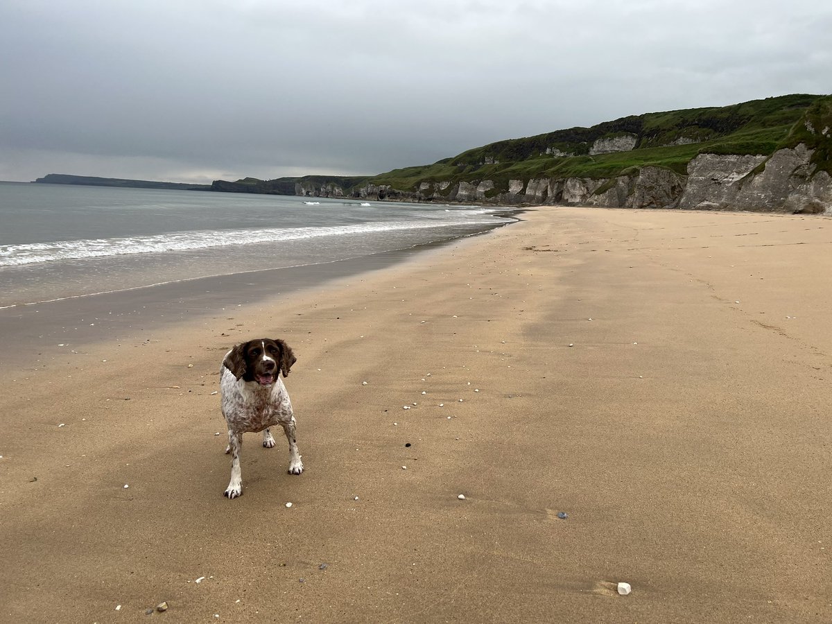 eddiegormangc's tweet photo. @bbcniweather Lovely morning at Whiterocks with Bella this morning at 5:30am. 16 degrees with flat calm seas, very overcast and no one in sight https://t.co/LsYySNp229