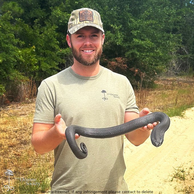 Caleb Goldsmith found a stunning eastern hognose snake during post-burn monitoring after a recent prescribed burn. The discovery was made with Orianne and highlights the benefits of rxburn and prescribed burn practices. #snake #conservation #wildlife #Reptiles