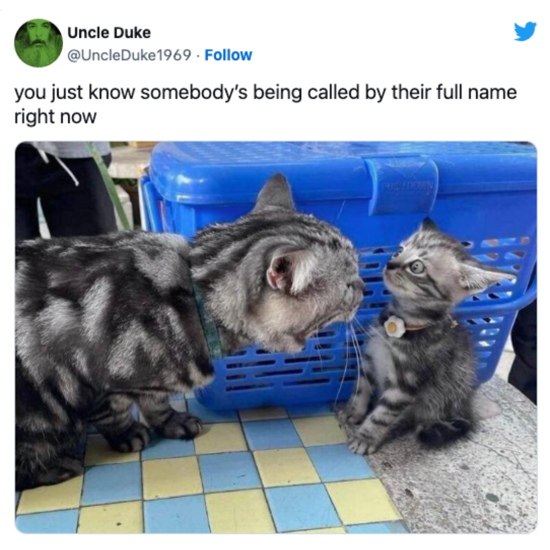 WholesomeMemes (@wholesomememe) on Twitter photo 
