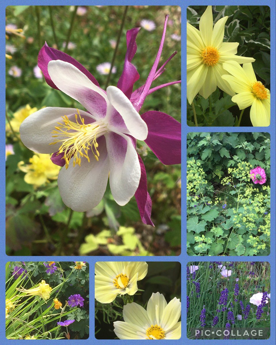 Aquilegias still looking good for #SixOnSaturday along with dahlias, Alchemilla mollis, lavender & cosmos 💜💛💚

#flowers #gardening