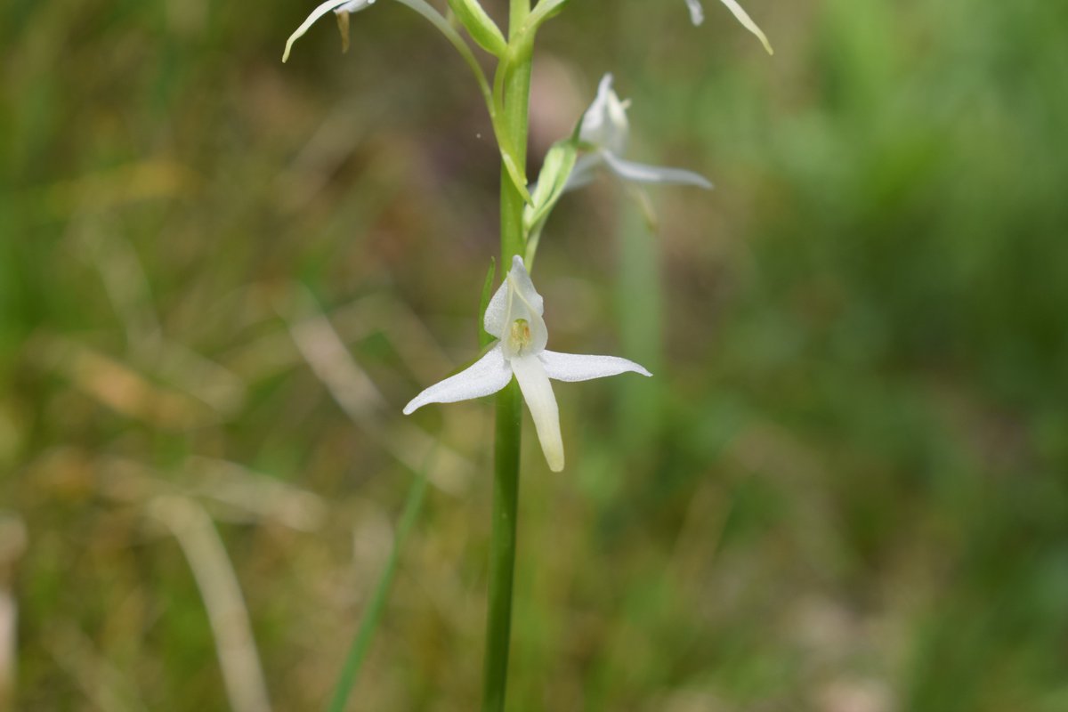 SamuelMarent's tweet image. 