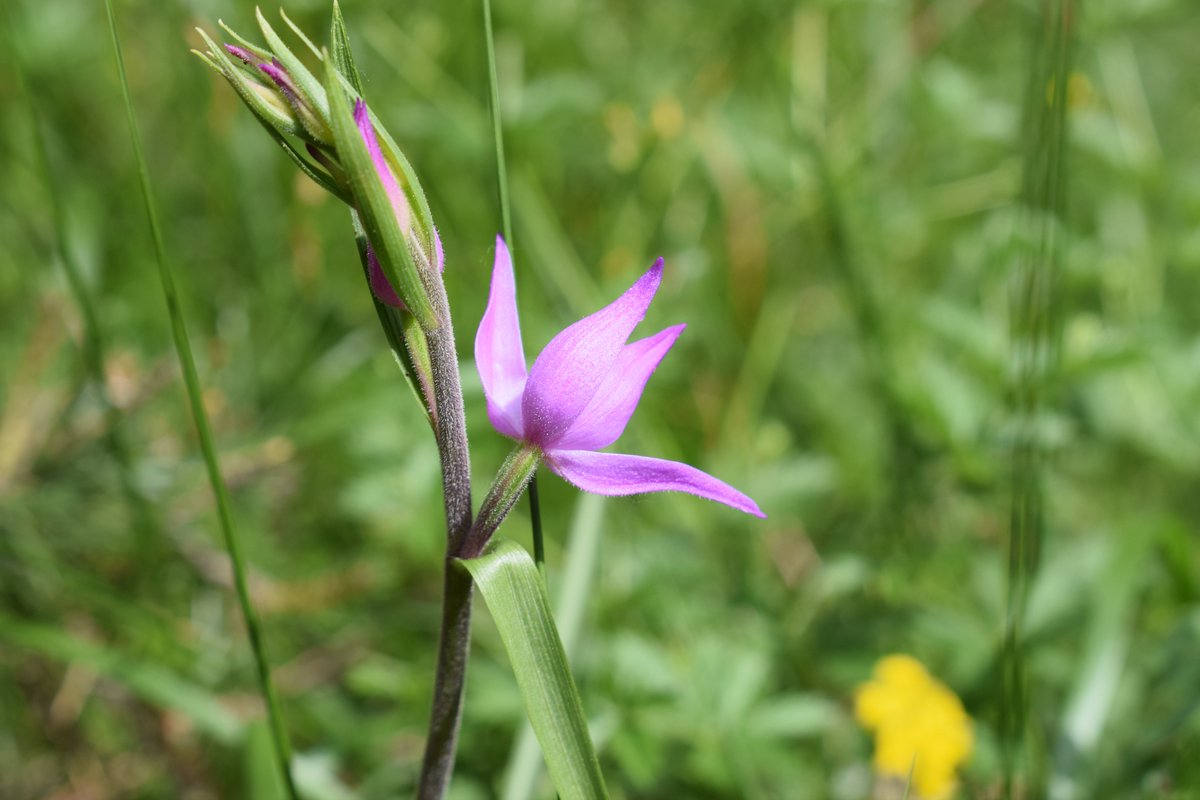 SamuelMarent's tweet image. 