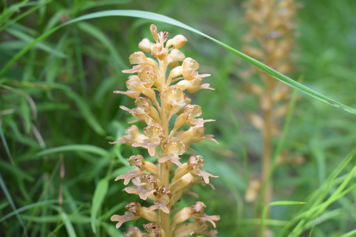 SamuelMarent's tweet image. 