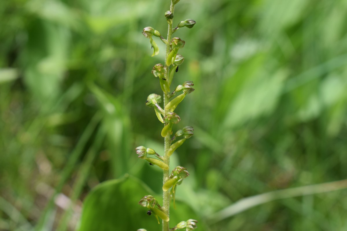 SamuelMarent's tweet image. 