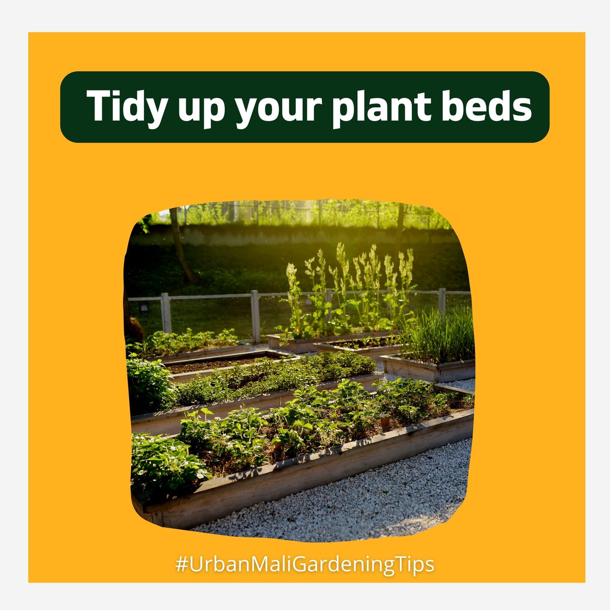 Prep your garden for the monsoon season! 🌧️🌿 Clear out debris, trim overgrown branches, and tidy up your plant beds to ensure a clean and healthy space for your beloved plants. 

 #plantlife #urbangardening #homegardening #urbanmali #RainySeasonReady #GardenLove