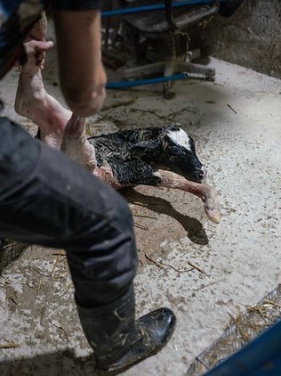 Son_of_Space's tweet photo. If everyone else wasn’t paying for vulnerable, defenceless individuals to be violently exploited &amp; murdered, I wonder whether you’d still believe it was acceptable. 
These vile atrocities only continue because people are unthinking conformists.

#BeVegan 
#EndSpeciesism https://t.co/6xhodUhVb8