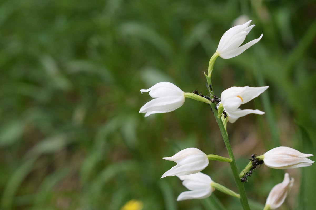 SamuelMarent's tweet image. 