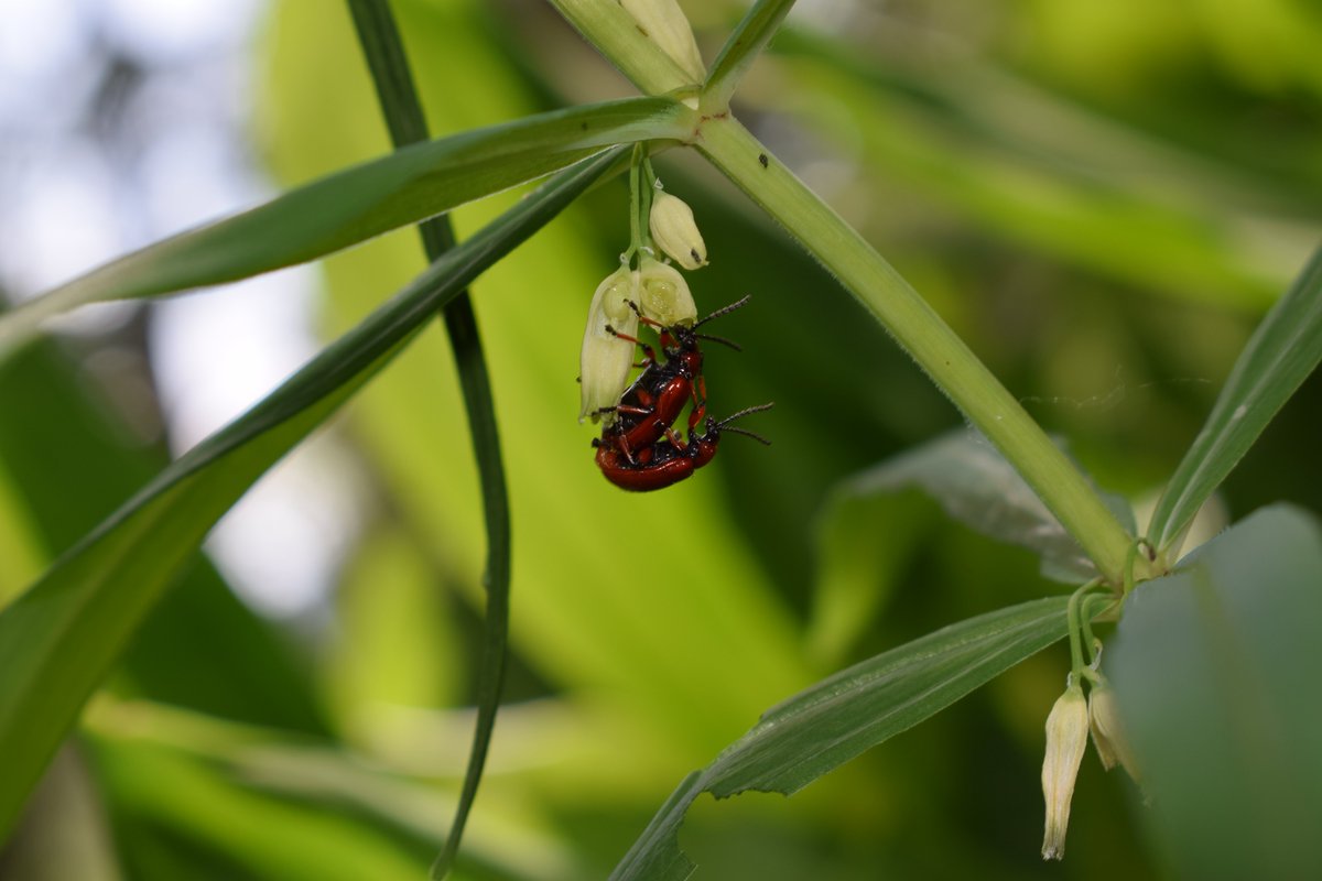 SamuelMarent's tweet image. 