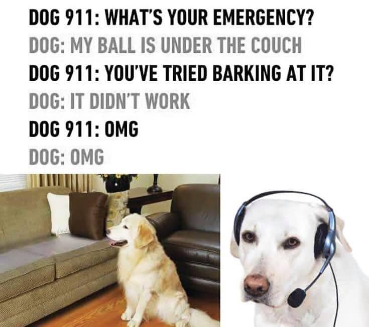 WholesomeMemes (@wholesomememe) on Twitter photo 