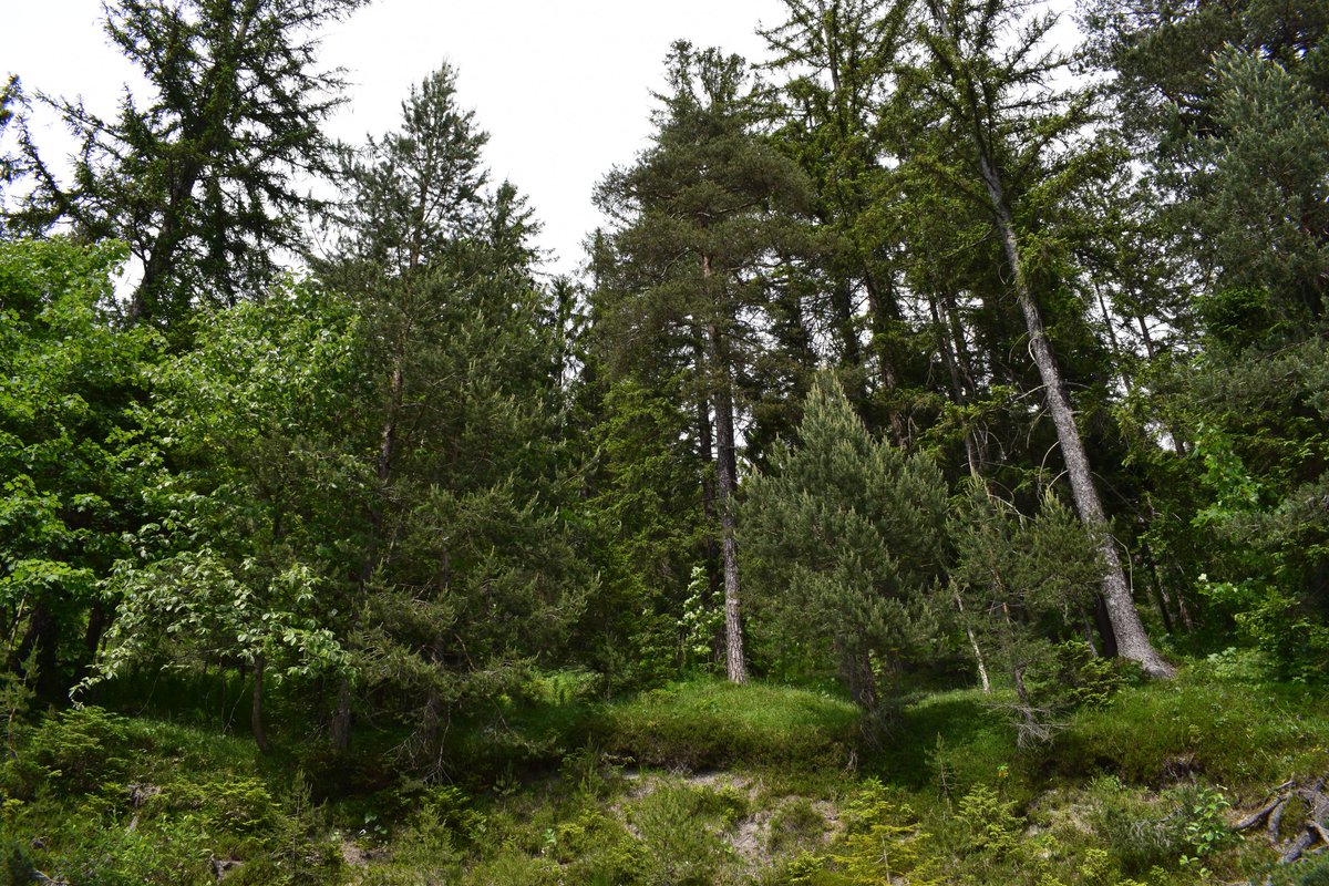 SamuelMarent's tweet image. 