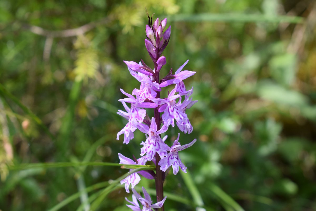 SamuelMarent's tweet image. 