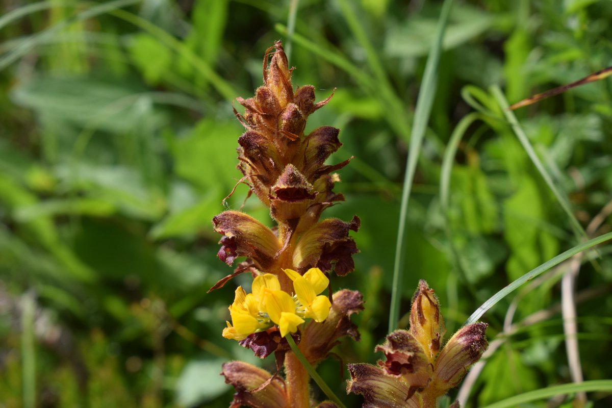 SamuelMarent's tweet image. 