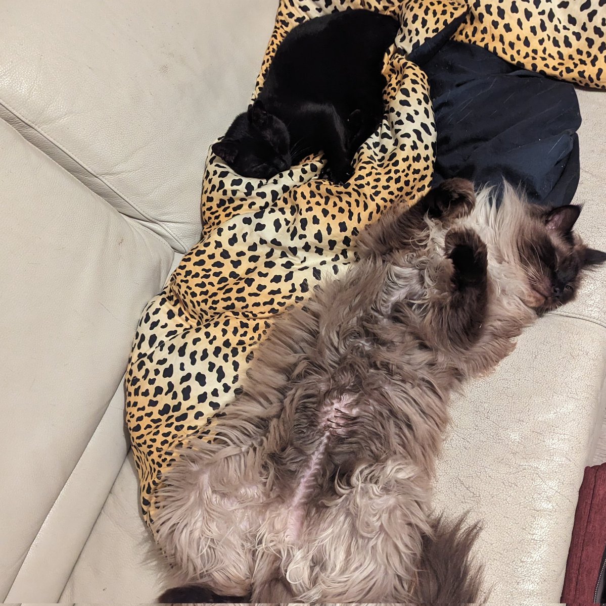 Luigi Florence tweet media