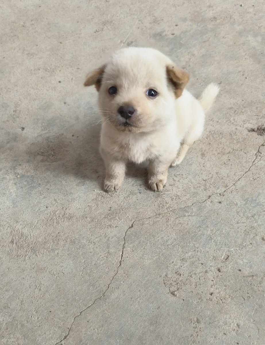 อยากอมเราหลอ