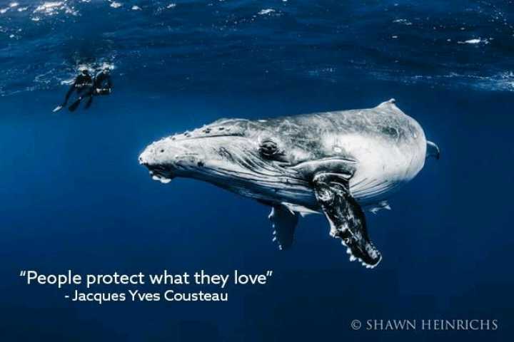 Respect mammals, respect nature, protect.
#saveTheSpecies
#SaveOurSeas