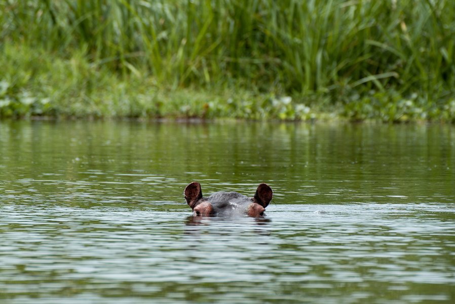 Be part of the Safari Factor family!! With our carefully planned experiences, your Safari will never be a disappointing Safari. For more information please visit our website or Whatsapp us on +256759207421.