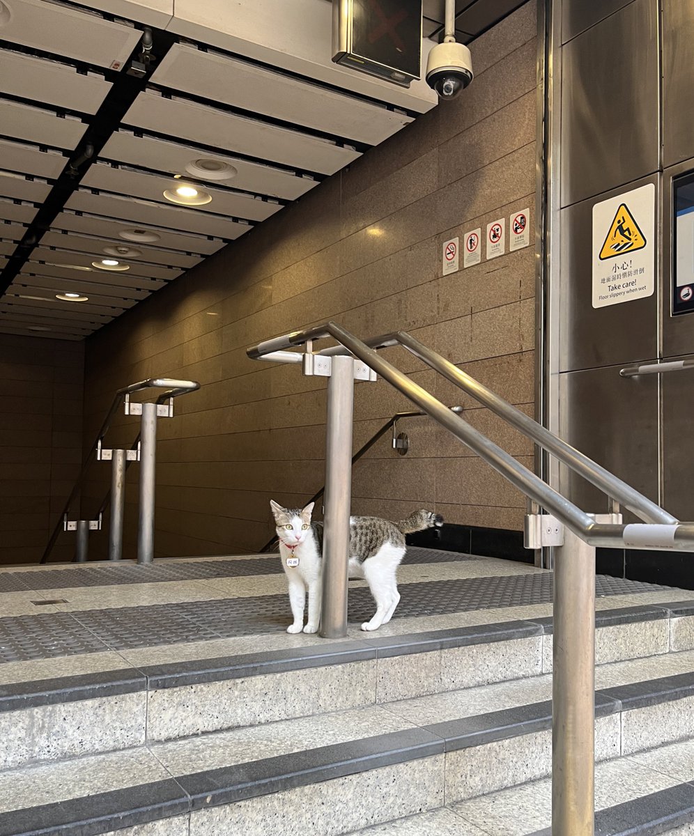 Sheung Wan Cats tweet media