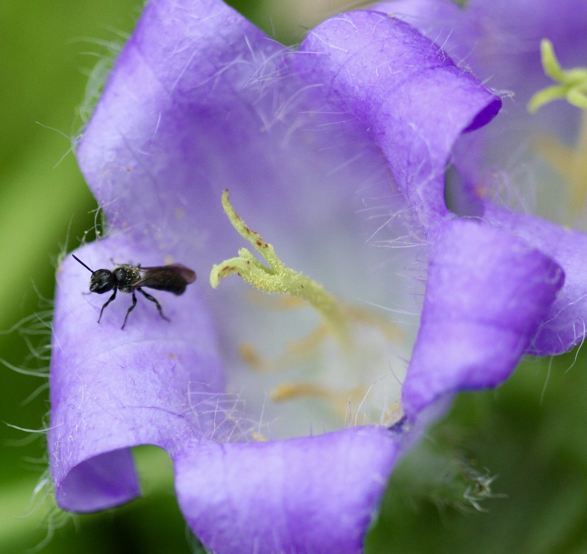 Peek into a bellflower during Summer, and you might see one of Britain's smallest bees, the tiny Harebell Carpenter bee 😃
I'll be telling their amazing story on <a href="/TobyBuckland/">Toby Buckland</a> 's brilliant show for #gardeners Sunday 10am - 2pm <a href="/BBCDevon/">BBC Devon</a> 
Tune in on <a href="/BBCSounds/">BBC Sounds</a> from anywhere 😊